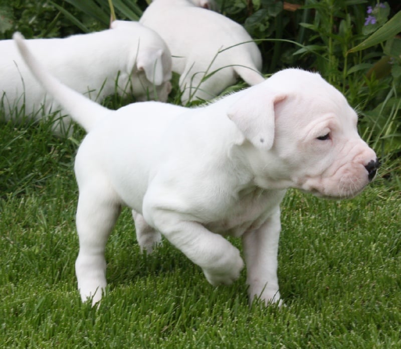 du Domaine du Sable Blanc - Dogo Argentino - Portée née le 14/04/2012