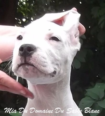 du Domaine du Sable Blanc - Dogo Argentino - Portée née le 21/04/2016