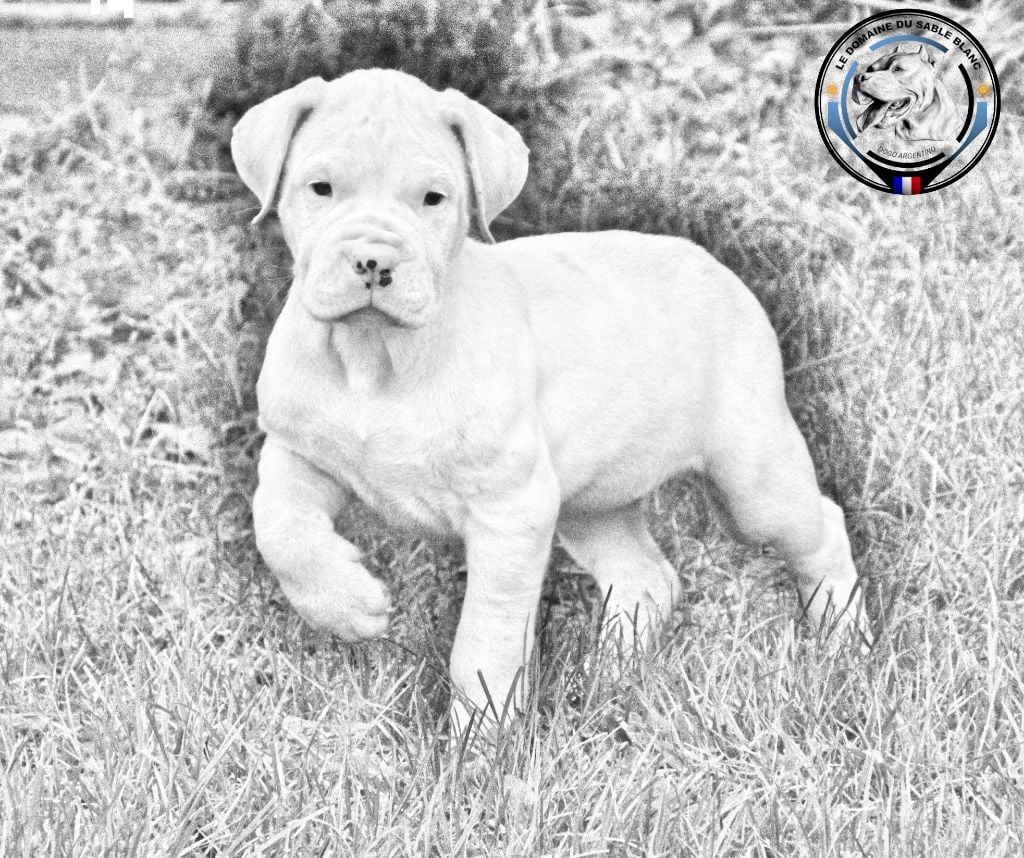 du Domaine du Sable Blanc - Dogo Argentino - Portée née le 22/10/2019