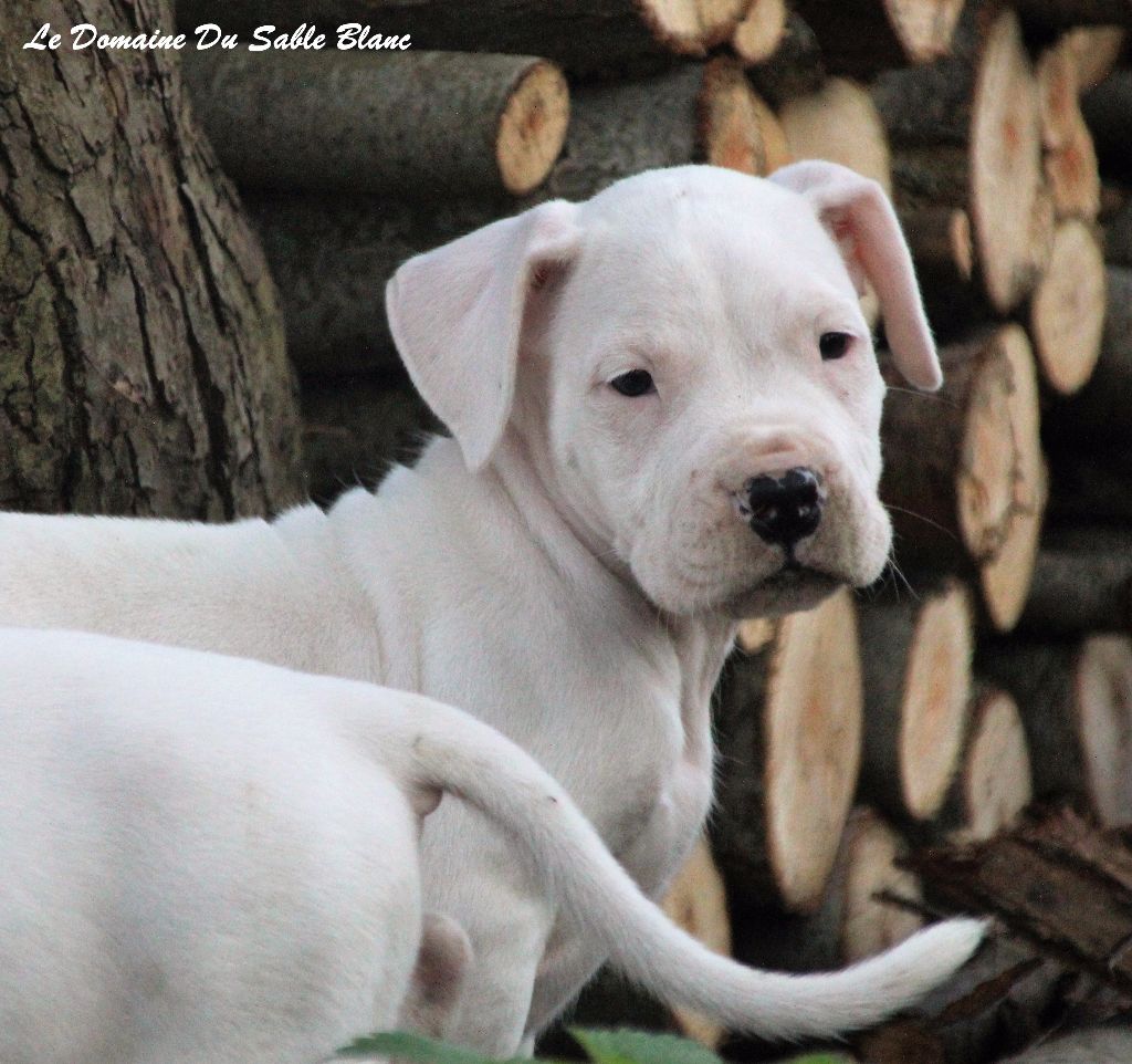 du Domaine du Sable Blanc - Dogo Argentino - Portée née le 24/09/2017