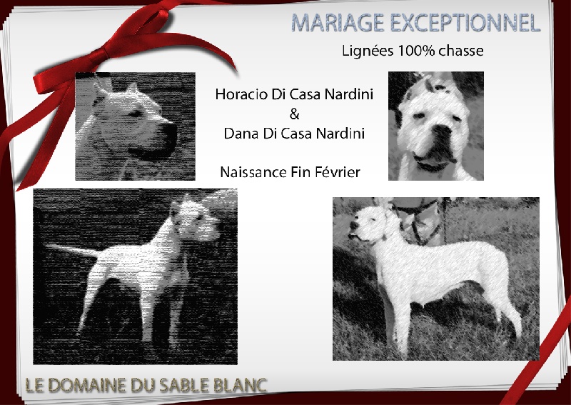 du Domaine du Sable Blanc - Dogo Argentino - Portée née le 25/02/2012