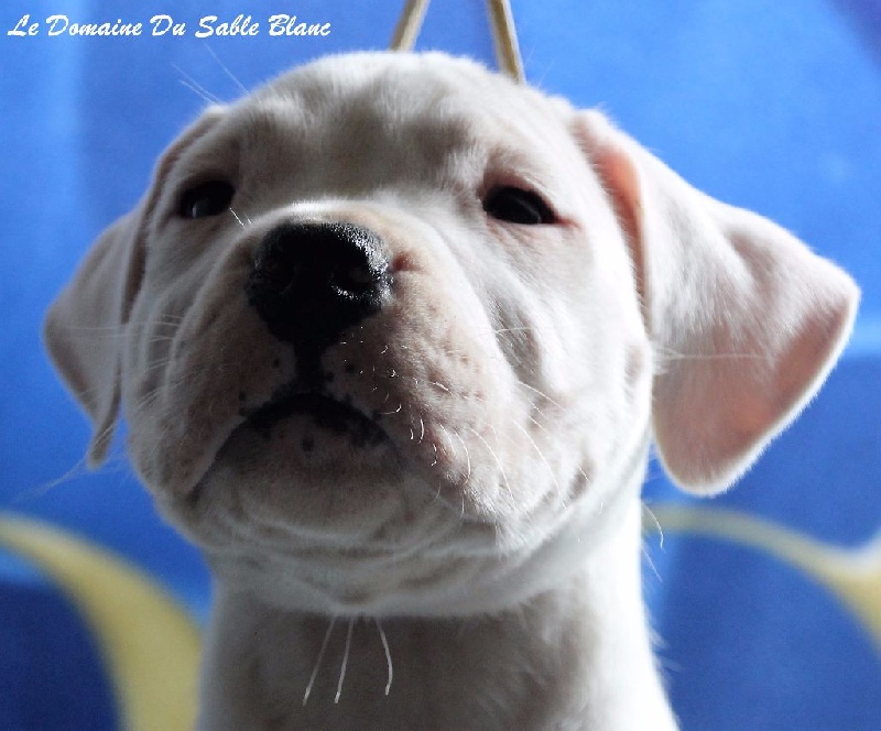 du Domaine du Sable Blanc - Dogo Argentino - Portée née le 23/09/2016