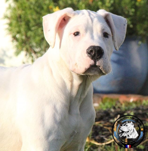 du Domaine du Sable Blanc - Dogo Argentino - Portée née le 16/09/2019