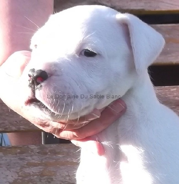 du Domaine du Sable Blanc - Dogo Argentino - Portée née le 19/09/2014