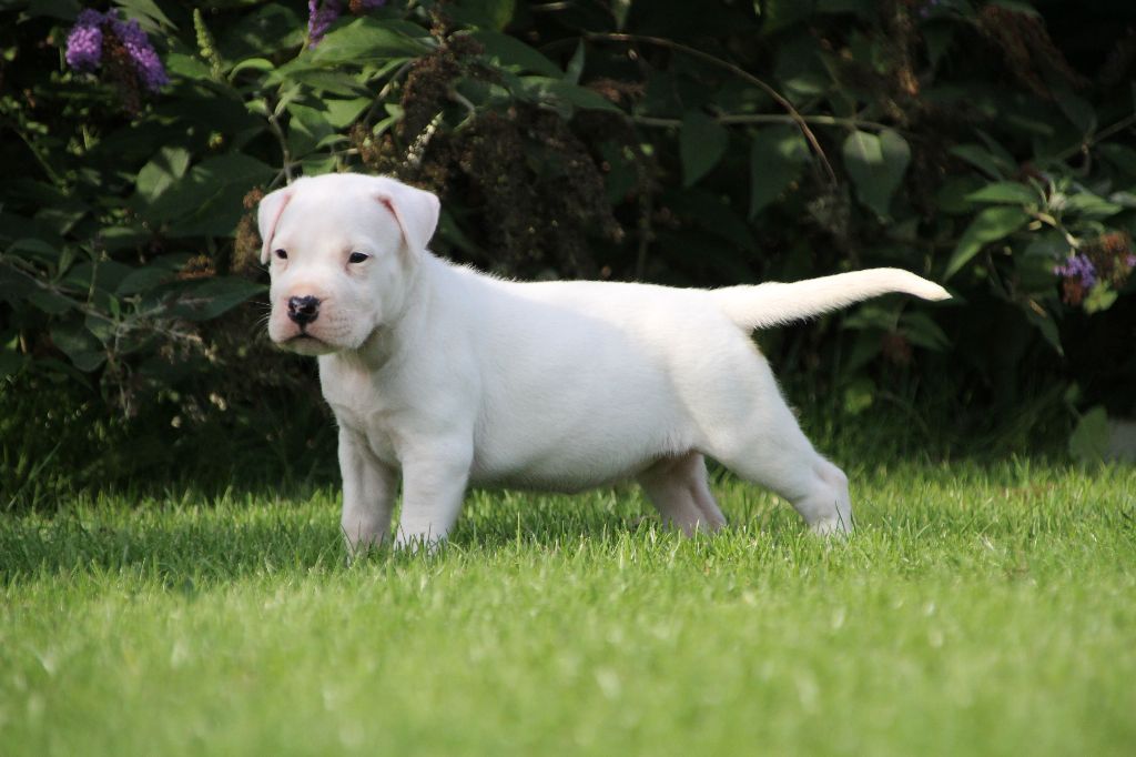 du Domaine du Sable Blanc - Dogo Argentino - Portée née le 16/07/2017