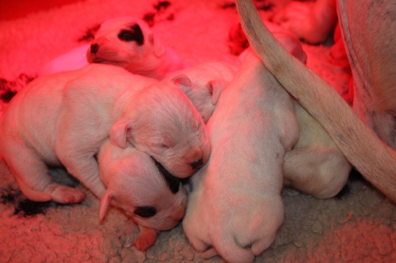 du Domaine du Sable Blanc - Dogo Argentino - Portée née le 28/09/2012