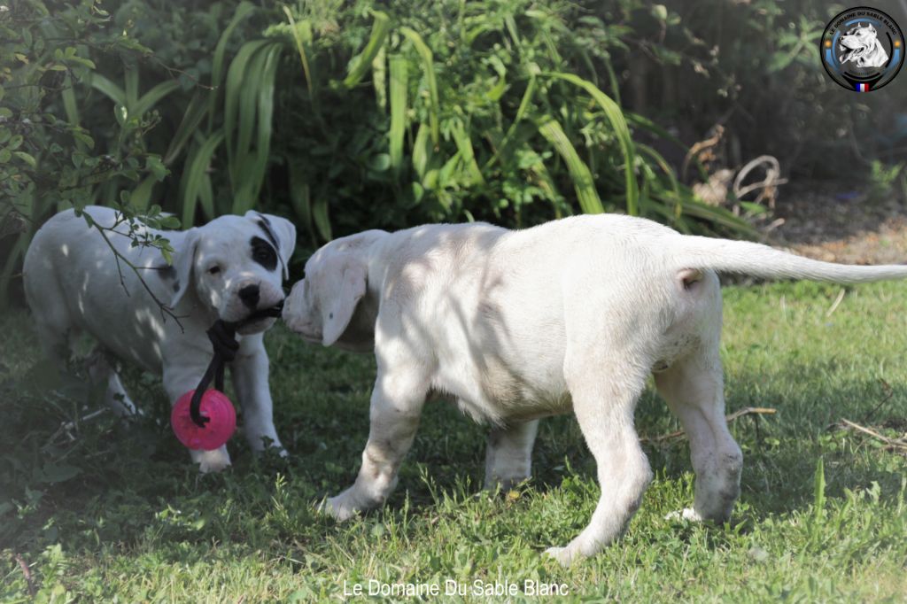 du Domaine du Sable Blanc - Dogo Argentino - Portée née le 07/04/2019