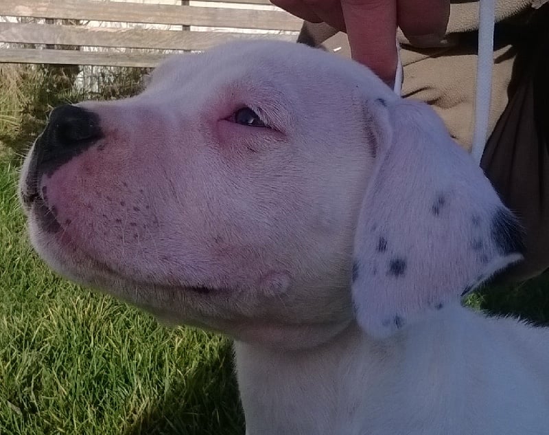 du Domaine du Sable Blanc - Dogo Argentino - Portée née le 25/11/2013