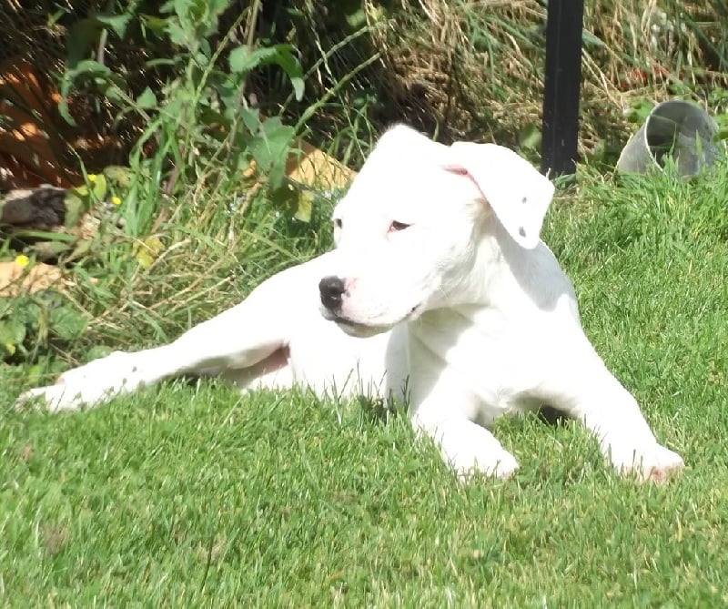 du Domaine du Sable Blanc - Dogo Argentino - Portée née le 02/07/2014