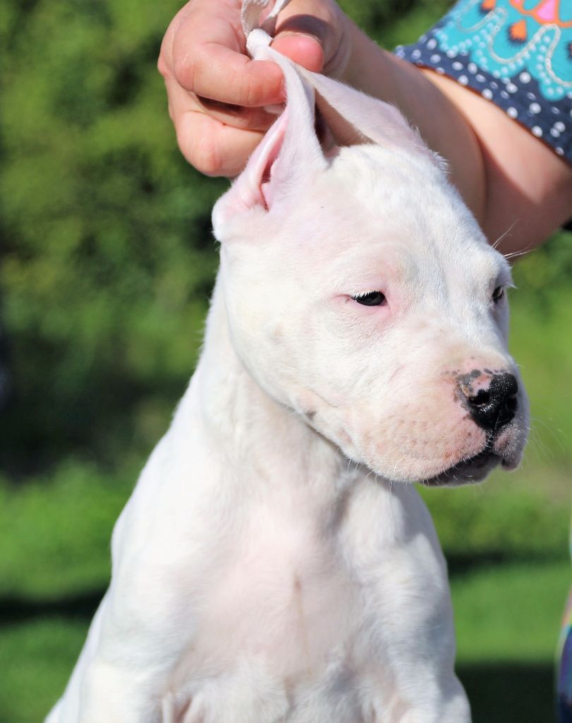 du Domaine du Sable Blanc - Dogo Argentino - Portée née le 26/06/2017