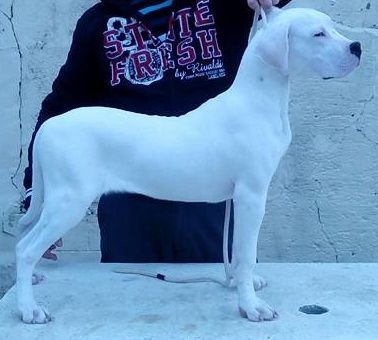 du Domaine du Sable Blanc - Dogo Argentino - Portée née le 21/07/2015