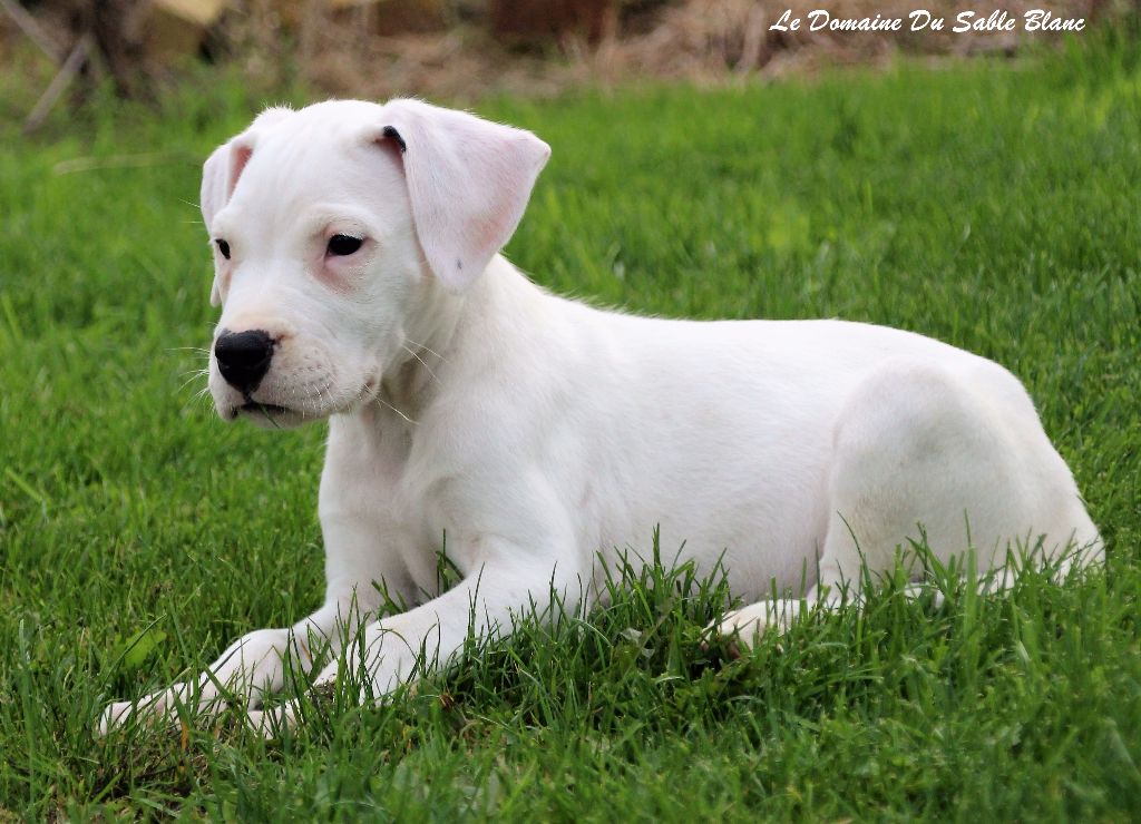 du Domaine du Sable Blanc - Dogo Argentino - Portée née le 29/07/2017