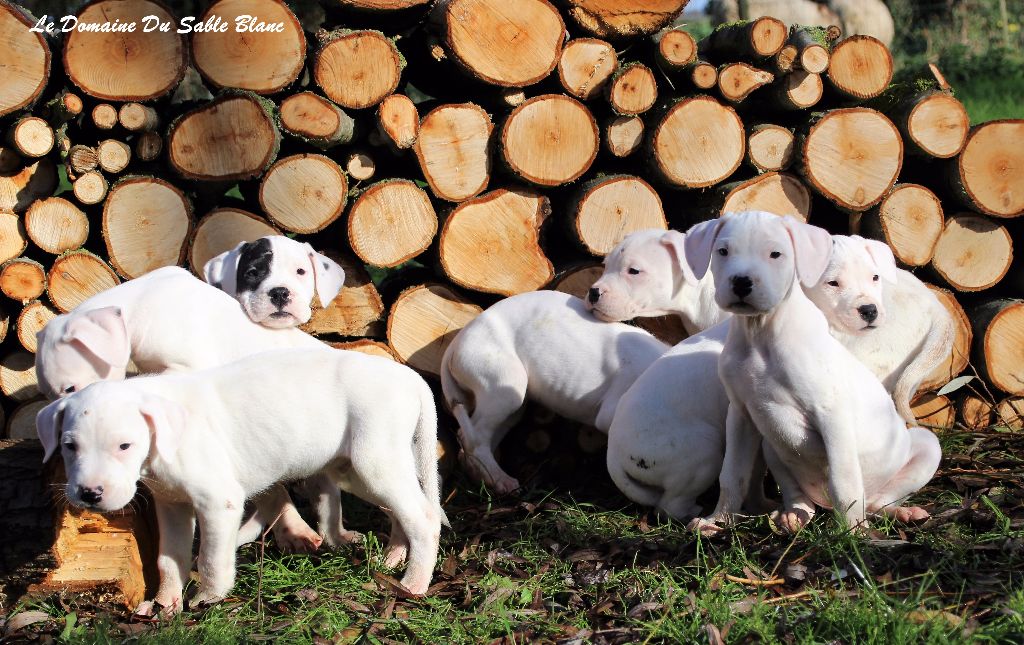 du Domaine du Sable Blanc - Dogo Argentino - Portée née le 12/09/2017