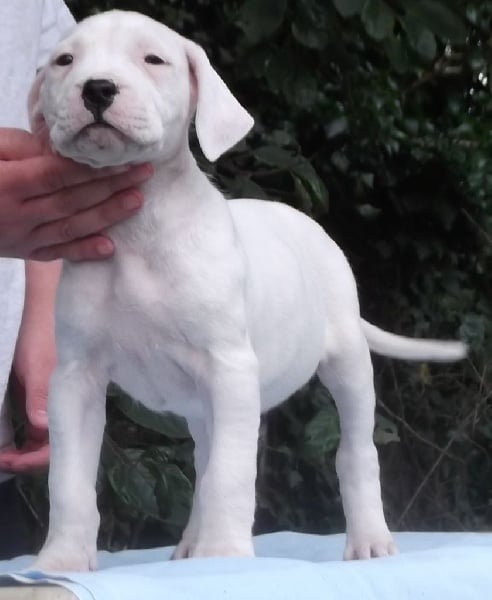 du Domaine du Sable Blanc - Dogo Argentino - Portée née le 15/05/2014