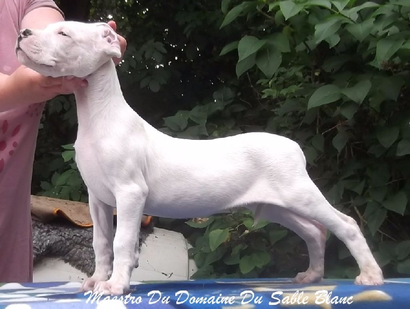 du Domaine du Sable Blanc - Dogo Argentino - Portée née le 08/05/2016