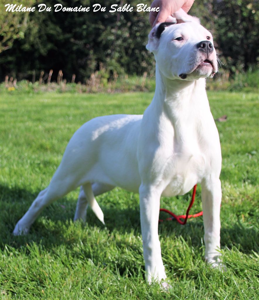 du Domaine du Sable Blanc - Dogo Argentino - Portée née le 16/10/2016