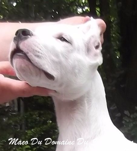 du Domaine du Sable Blanc - Dogo Argentino - Portée née le 16/04/2016