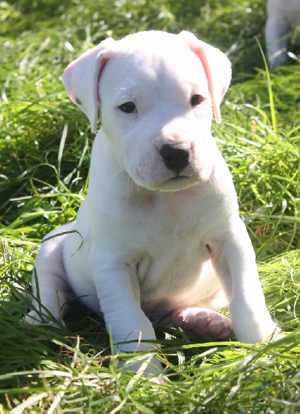 du Domaine du Sable Blanc - Dogo Argentino - Portée née le 14/08/2015