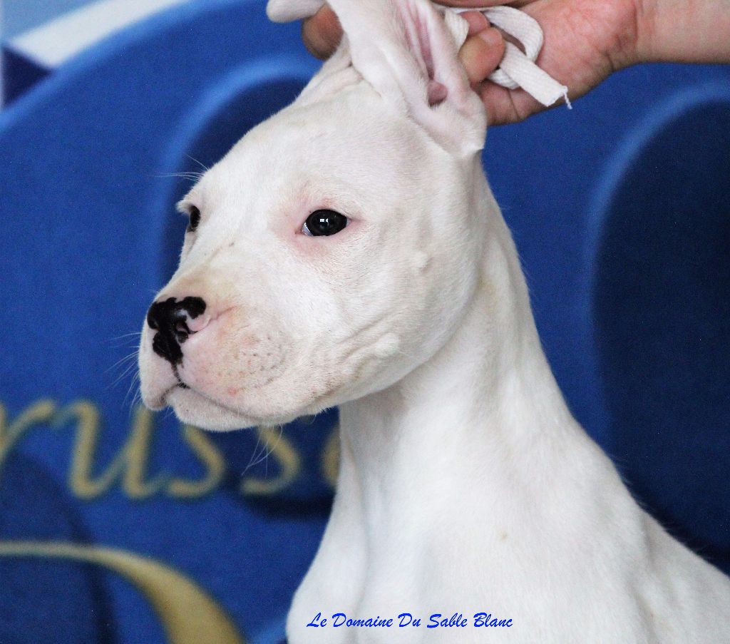 du Domaine du Sable Blanc - Dogo Argentino - Portée née le 05/08/2017