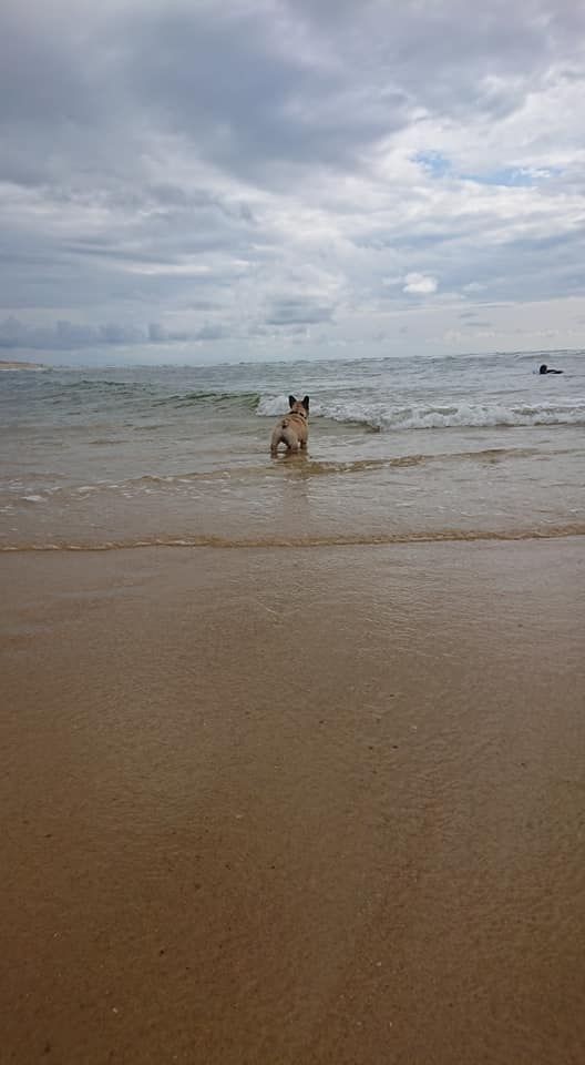 des Bourbon d'Allier - Gustave et les surfeurs....