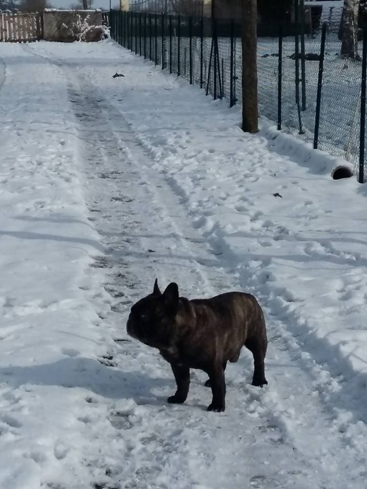 des Bourbon d'Allier - CAYLUS DANS LA NEIGE..