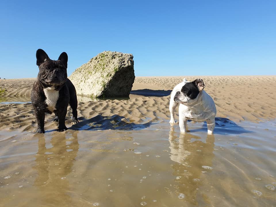 des Bourbon d'Allier - VACANCES A LA MER POUR ICE ET PALOMA..