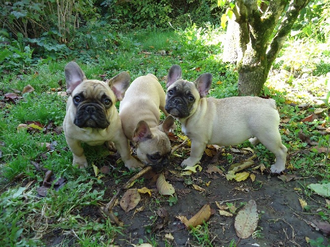 des Bourbon d'Allier - LES  GUERRIERS AU JARDIN.