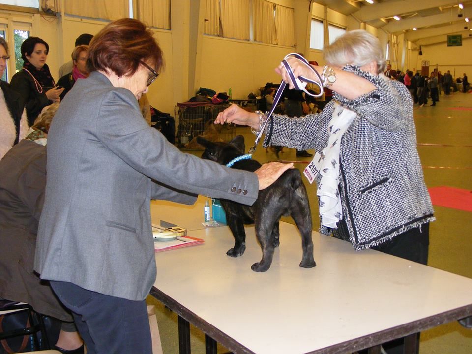 des Bourbon d'Allier - EXPOSITION ORLEANS SPECIALE DE RACE