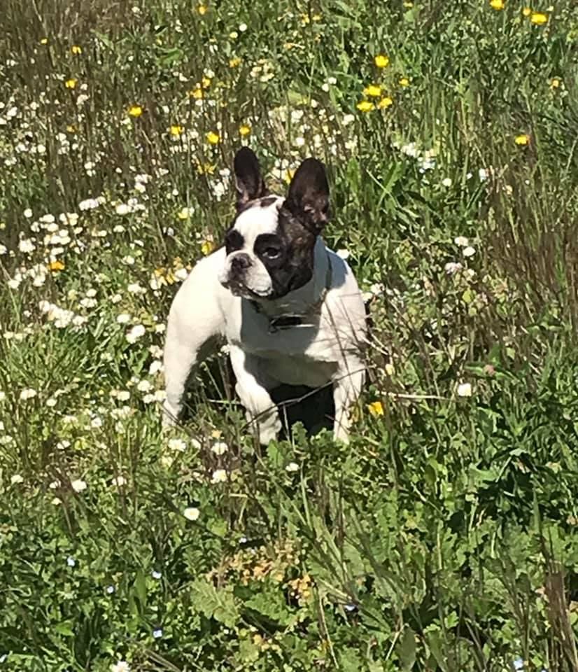 des Bourbon d'Allier - OSIRIS DANS SON JARDIN..