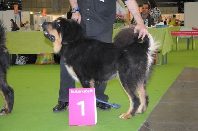 de la Tsaparang Valley - Fu-Zhu au World Dog Show