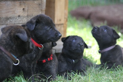 de la Tsaparang Valley - Chiots Bergers Hollandais poils courts