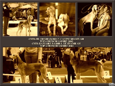 Shamilah Arabian's - Caliph & Bashra : TOP 1 & 2  SALUKI 2012