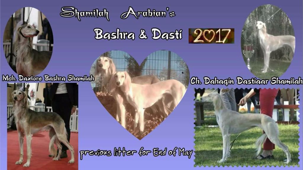 Shamilah Arabian's - Plan litter saluki