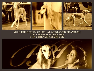 Shamilah Arabian's - TOP FRENCH SALUKI 2013