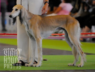 Shamilah Arabian's - Prima & Caliph Plan litter ( ete 2012 )