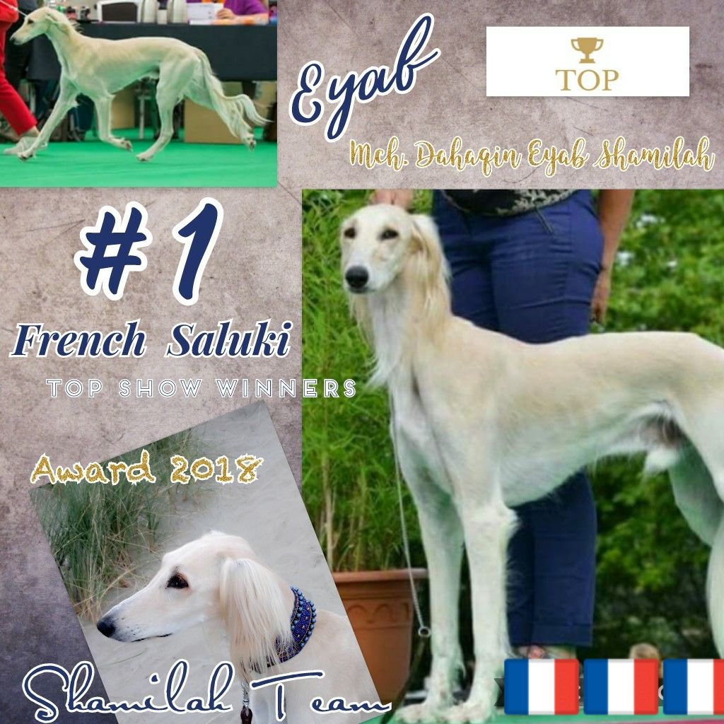 Shamilah Arabian's - Top Saluki 2018