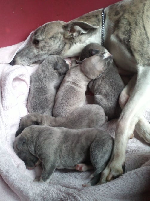 Nos SUPERBES CHIOTS Whippets sont NES 