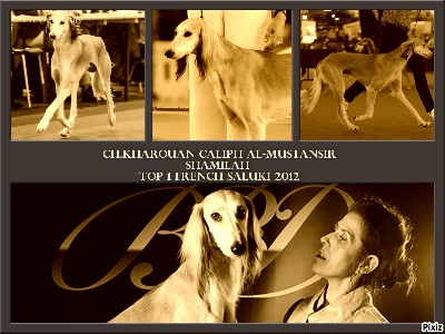 Shamilah Arabian's - Caliph :TOP 1 SALUKI 2012