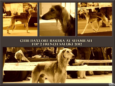 Shamilah Arabian's - Bashra : TOP 2 SALUKI 2012 