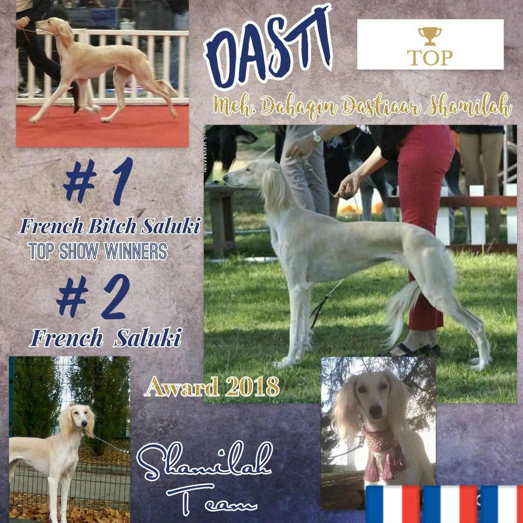 Shamilah Arabian's - Top 2 Saluki 2018, Best female of the year