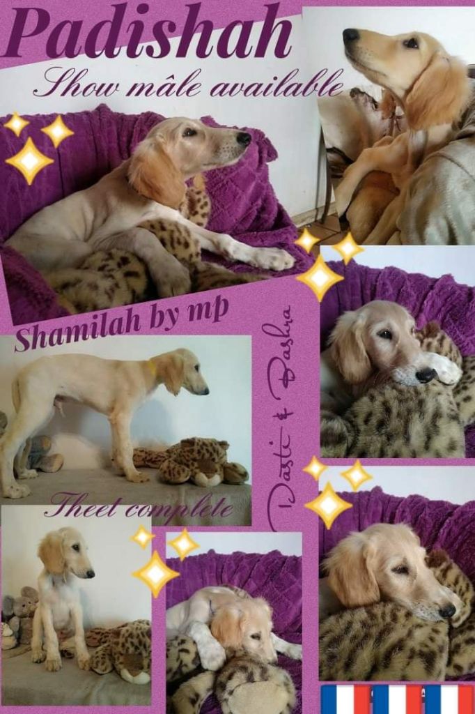 Shamilah Arabian's - Puppy available