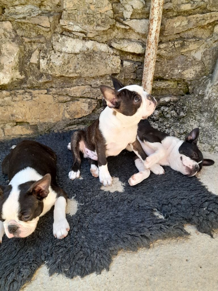 des lavandes de la Sainte Victoire - Des chiots sont disponibles.