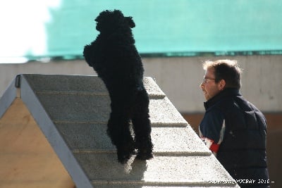 de Yupendi - Peter et Play boy à l'honneur en agility