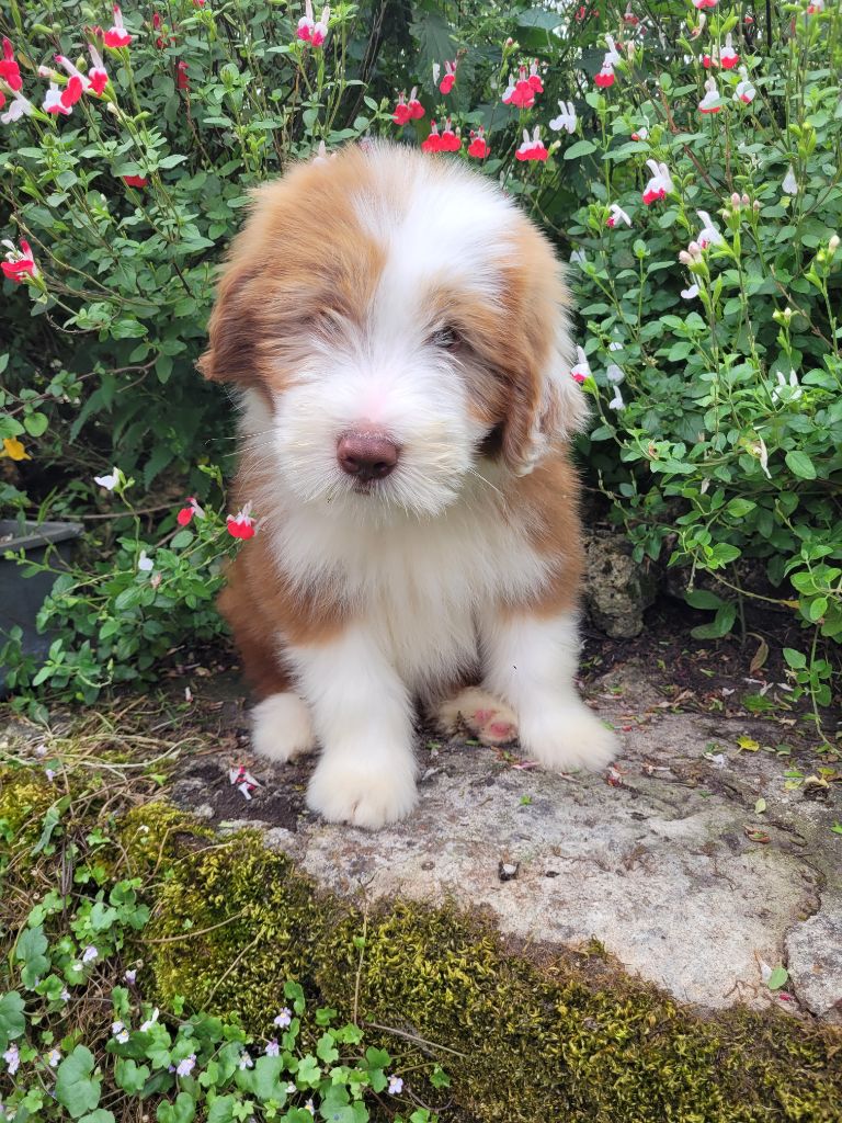 des Prairies de la Guyonne - Bearded Collie - Portée née le 03/05/2024