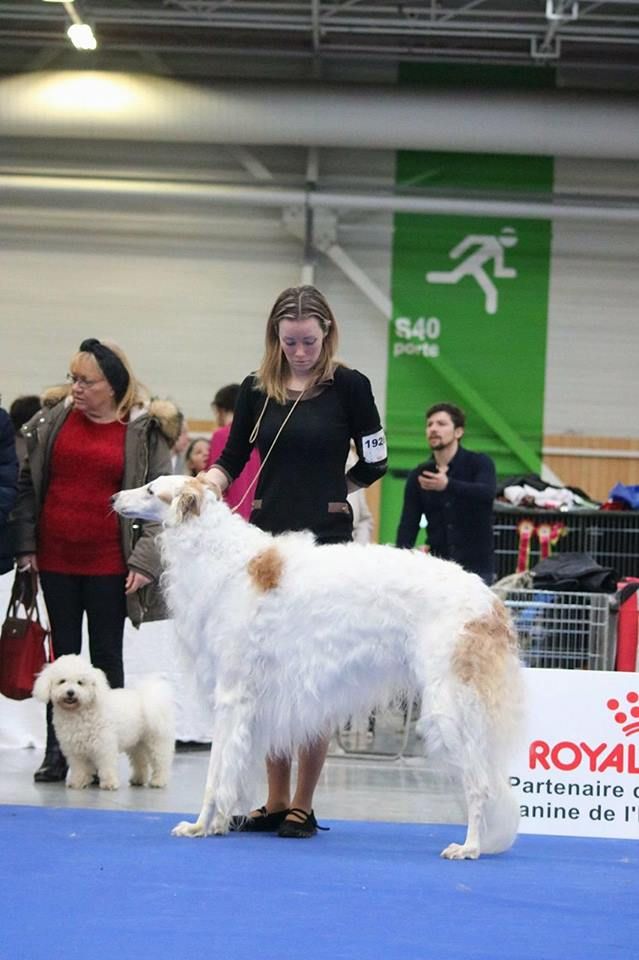 du Domaine d'Iasnaïa-Poliana - PARIS DOG SHOW - CACIB -  7 Janvier 2018