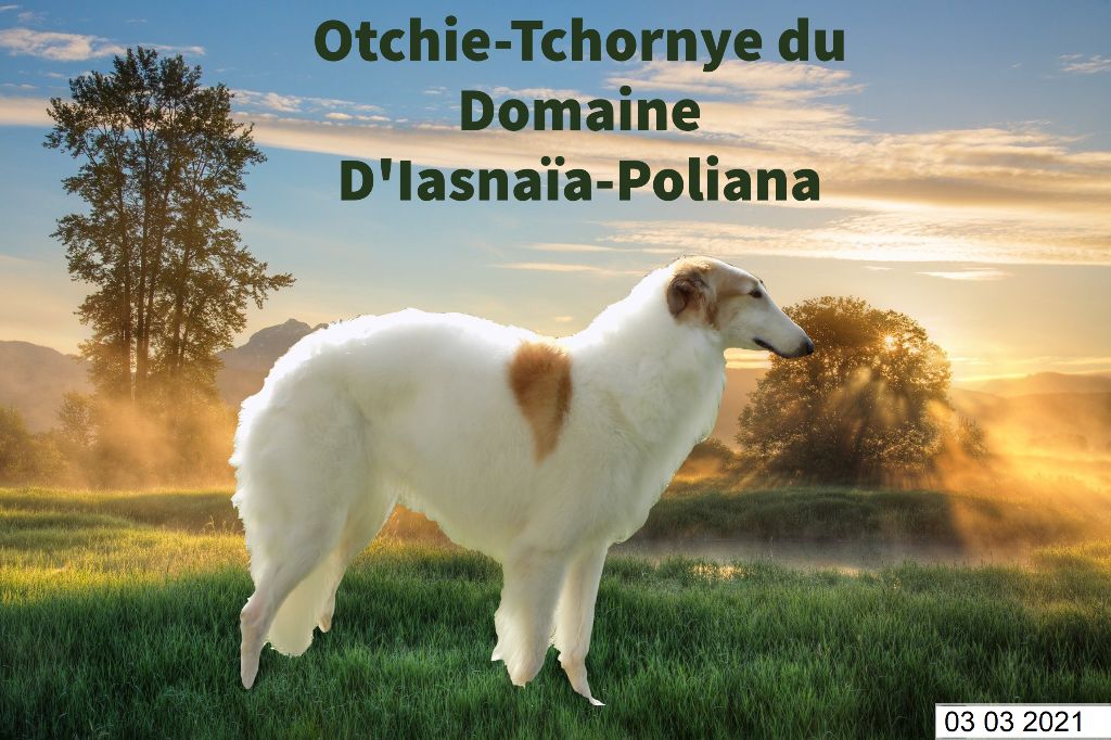 du Domaine d'Iasnaïa-Poliana - otchie !