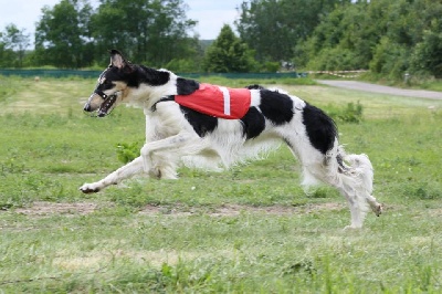 du Domaine d'Iasnaïa-Poliana - Championnat d'Europe de Coursing 2013