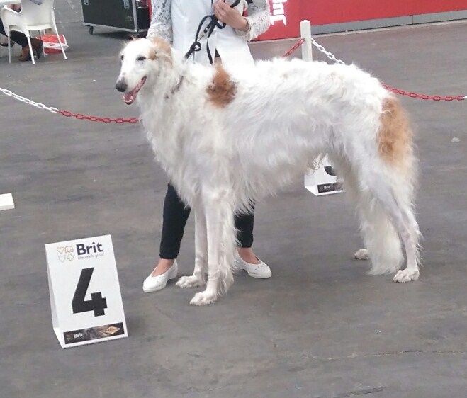 du Domaine d'Iasnaïa-Poliana - Dogshow Mechelen (Belgium) samedi 13 août 2016