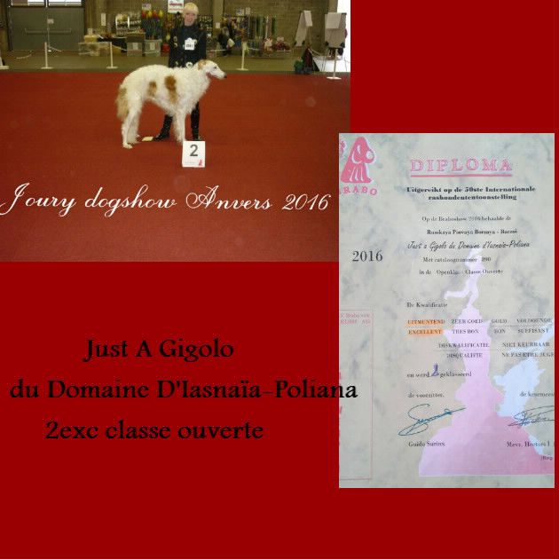 du Domaine d'Iasnaïa-Poliana - Dog Shows d'Anvers "Belgique"