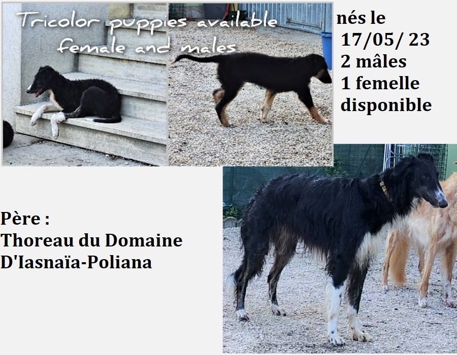 du Domaine d'Iasnaïa-Poliana - Bébés nés en Italie !